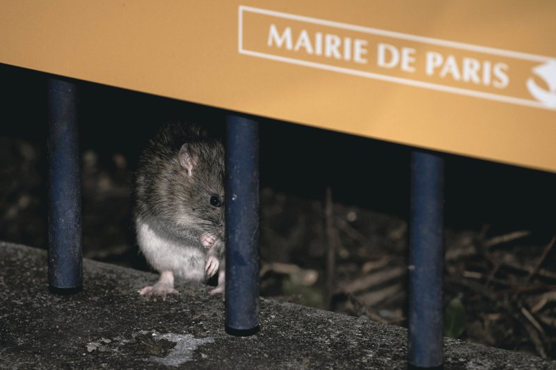巴黎鼠患猖獗到光天化日下當街橫行，艾菲爾鐵塔所坐落的戰神廣場成為人鼠大戰重戰區。（圖／取自網路）