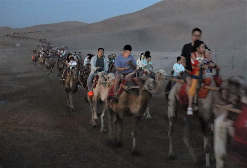 敦煌鳴沙山駱駝載客，每趟約走3.5公里，由1人牽著5頭駱駝行走。圖為7月23日晚間9點半的鳴沙山駝隊載客情況。記者廖士鋒／攝影