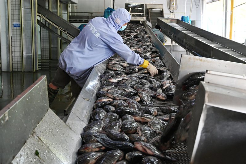 廣東湛江水產產業，隨著加工技術、鎖鮮技術和冷鏈技術的發展，讓魚類「鎖鮮」有了更多可能，圖為水產食品加工車間裡，流水線上工人在分揀羅非魚。（ 中新社）