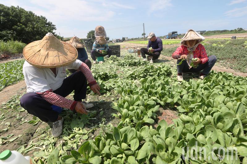高雄梓官區農民今天一早就動員人馬下田搶收蔬菜，擔心颱風可能帶來豪雨，他們仍加快腳步「預防性搶收」。記者劉學聖／攝影