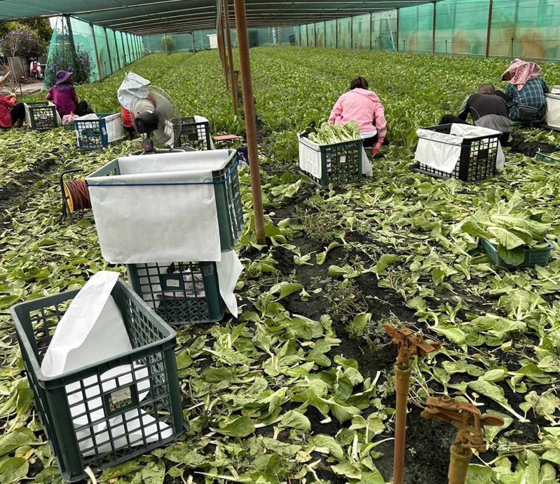 杜蘇芮颱風逼近台灣，彰化縣農民們也忙著搶收葉菜類，以免颱風到來而受損。圖／鐘翊禹提供