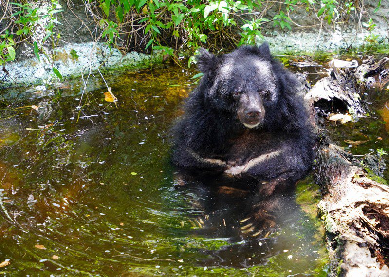 台北市立動物園為推廣台灣黑熊保育，8月將辦理營隊活動，明天上午9點開放報名。圖／台北市立動物園提供