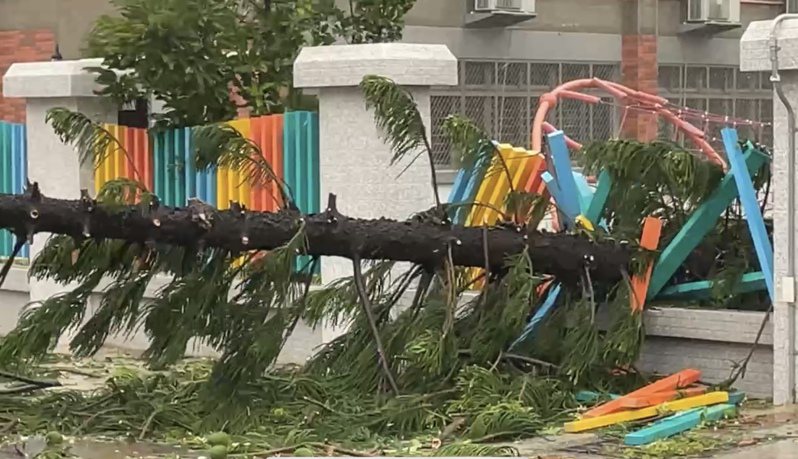 中颱杜蘇芮強襲金門，各地陸續傳出災情，圖為學校圍牆被大樹壓垮。記者蔡家蓁／攝影