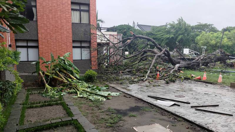 忠義國小的列管老樹因颱風侵襲倒下，明天將進行移除。照／南市農業局提供