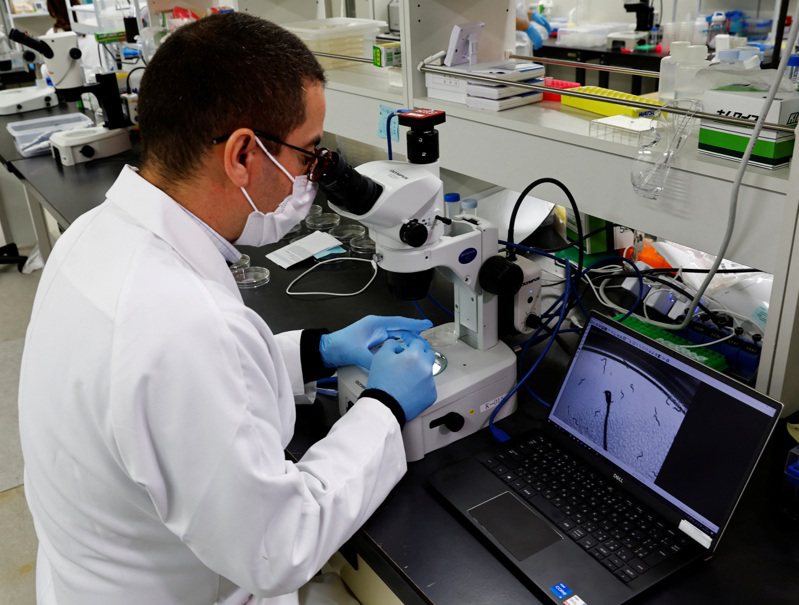 研究人員正在實驗室中用精密儀器觀察線蟲。路透