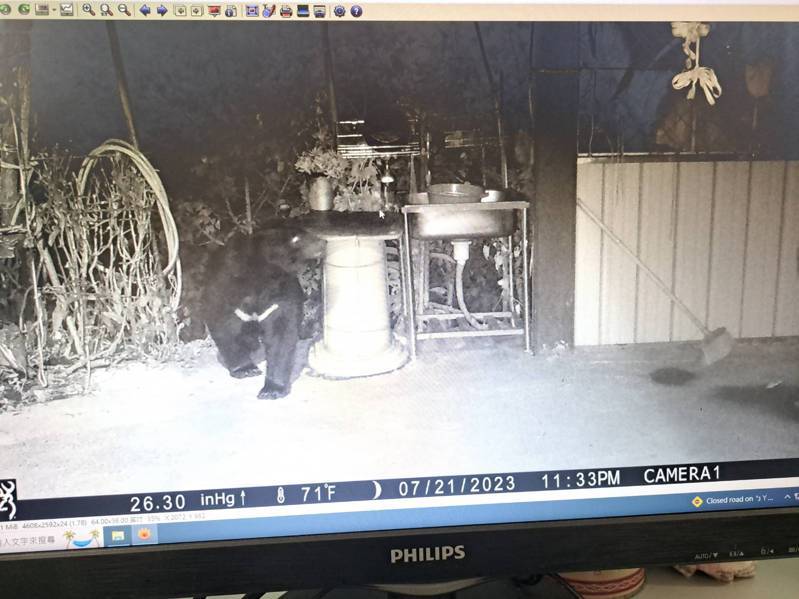 南投林管處透過紅外線攝影機，拍到台灣黑熊出沒廬山部落破壞蜂箱吃蜜。圖／南投林管處提供