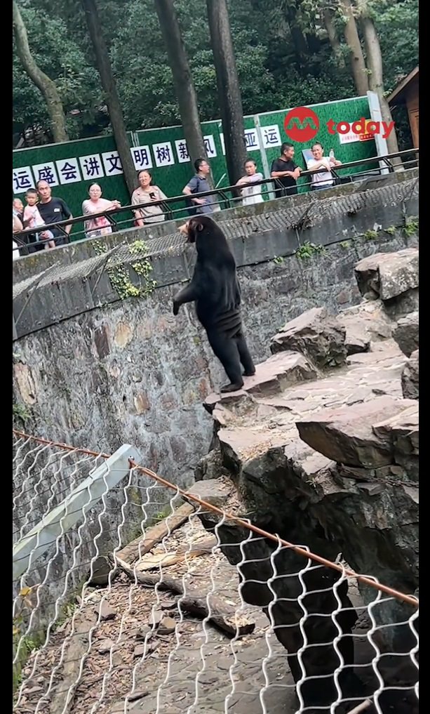 中國大陸杭州動物園一頭馬來熊以後腳站立的姿勢十分直挺，引發網友懷疑是由工作人員假扮的「假熊」。動物園31日透過社群平台否認假熊指控。照片擷自推特@TODAYonline