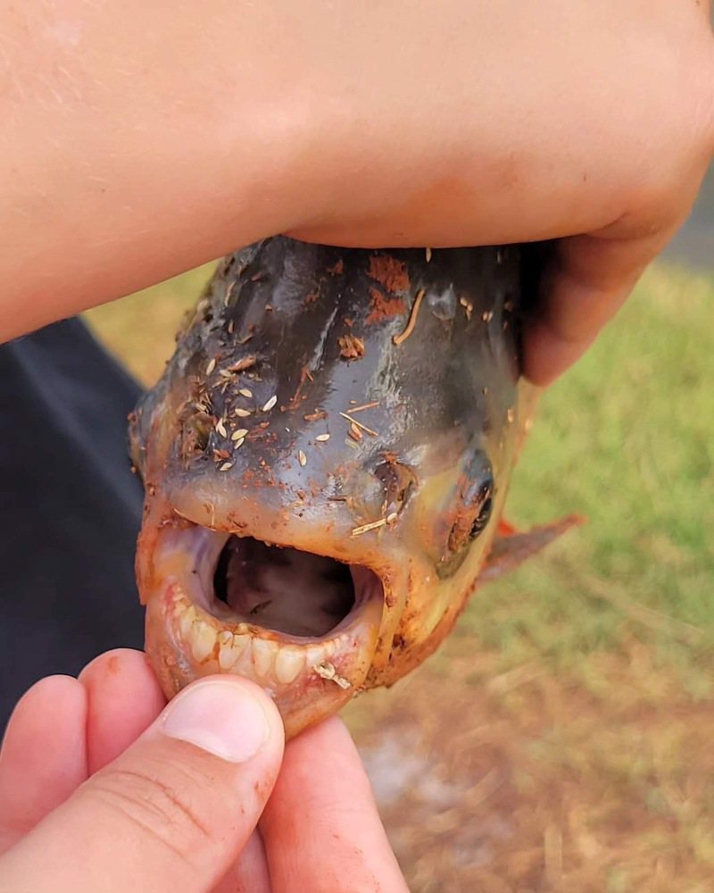 有動物專家在推特上貼出一張照片，照片中的小魚長著一排酷似人類牙齒的白牙，表示這隻小魚並不是一般的魚類，而是跟食人魚有著密切關係的恐怖殺手「切蛋魚」。 （圖/取自推特）