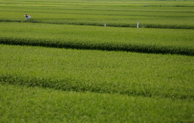 2022年外籍人士收購日本農有地的面積，相當於30個東京巨蛋。圖為日本福島的稻田，與新聞無關。 路透