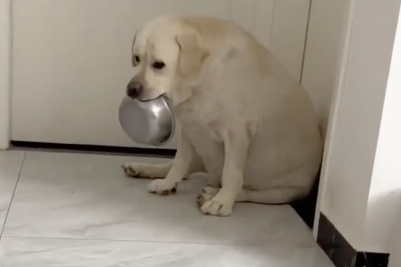 拉布拉多犬低著頭咬著空飯碗的模樣看起來楚楚可憐。（圖／翻攝自微博）