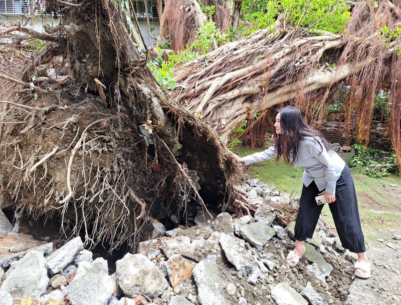 台北市萬華區青年公園旁一棵4層樓高榕樹昨晚倒塌。圖／議員應曉薇提供