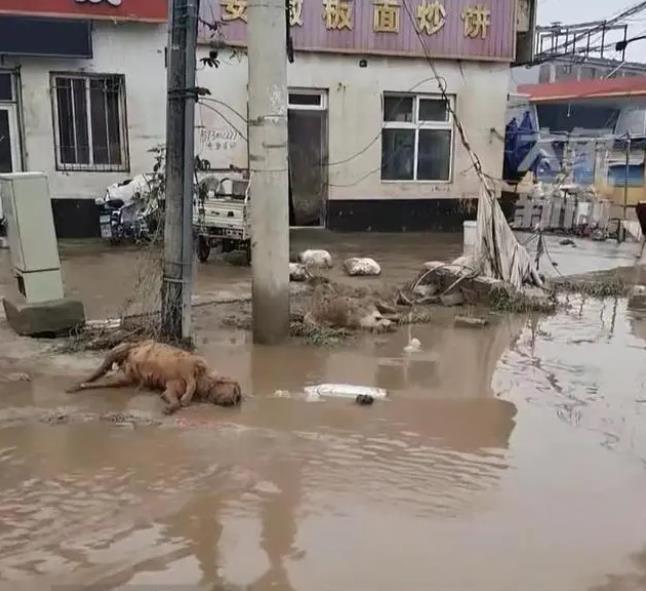 河北涿州是這波大陸華北強降雨的重災區，當洪水退去，市區街道可見垃圾、動物屍體。（取自觀察者網）