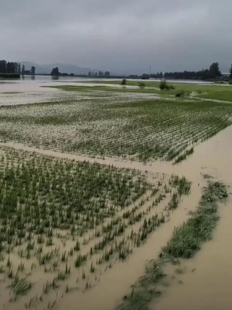 受暴雨影響，不少大陸民眾擔心，今年五常大米是否會減產和漲價。（取自澎湃新聞）
