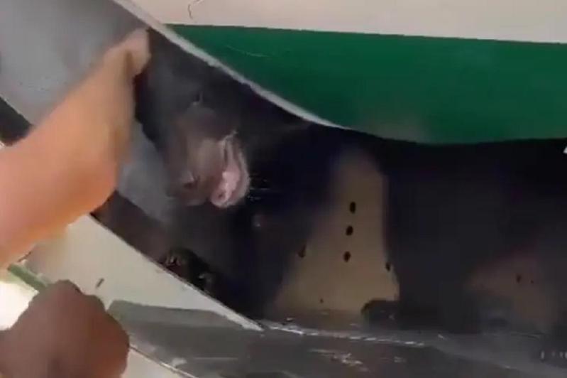 伊拉克航空4日一架從巴格達飛往杜拜的班機發生了一頭空運的熊逃出貨艙板條箱的事件，導致返程航班據稱因此延誤超過一個鐘頭。照片翻攝：NYPost