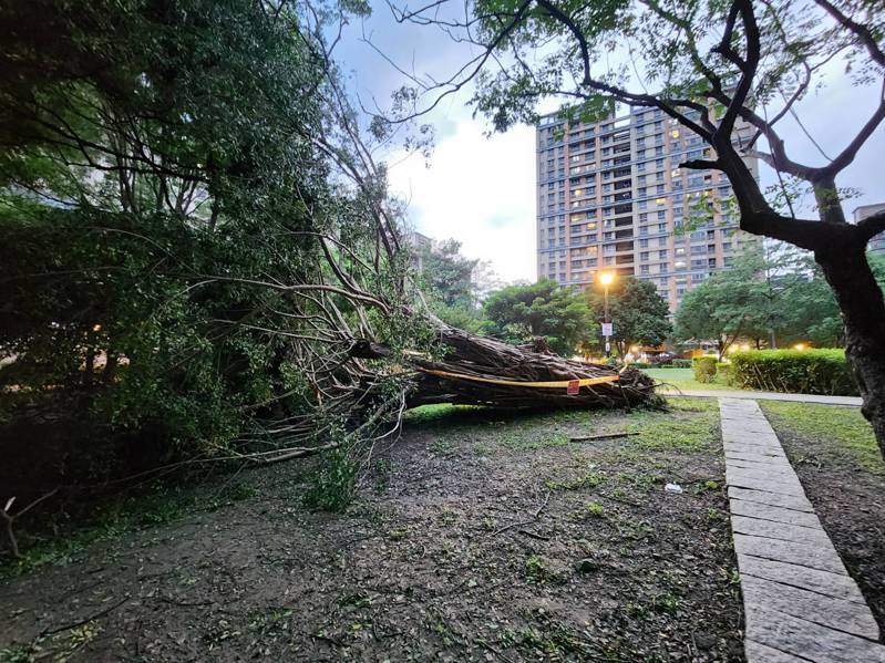 新北市編號第375號的珍貴樹木，不幸在卡努颱風來臨禁不住風力而倒塌。記者李定宇／攝影