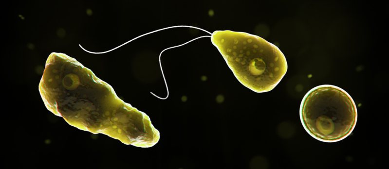 福氏內格里阿米巴原蟲因會導致人腦受損而有「食腦變形蟲」之稱。圖／取自美國疾病管制與預防中心