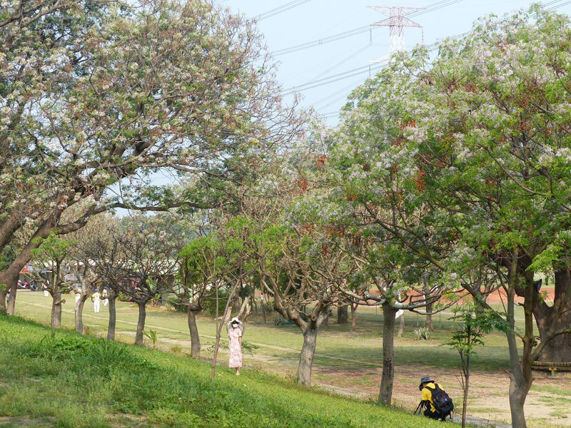 彰化市河濱公園預定在大肚溪棒壘球場旁，周遭遍植苦楝，開花時，就像覆上紫色雪花，十分夢幻，是知名的賞花景點。本報資料照片