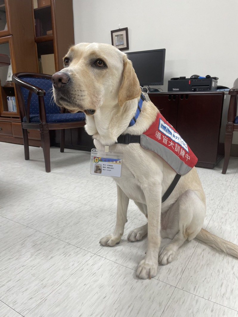 2歲的拉不拉多犬「Jungle」今天成為羅東聖母醫院的第1250位員工。圖／羅東聖母醫院提供