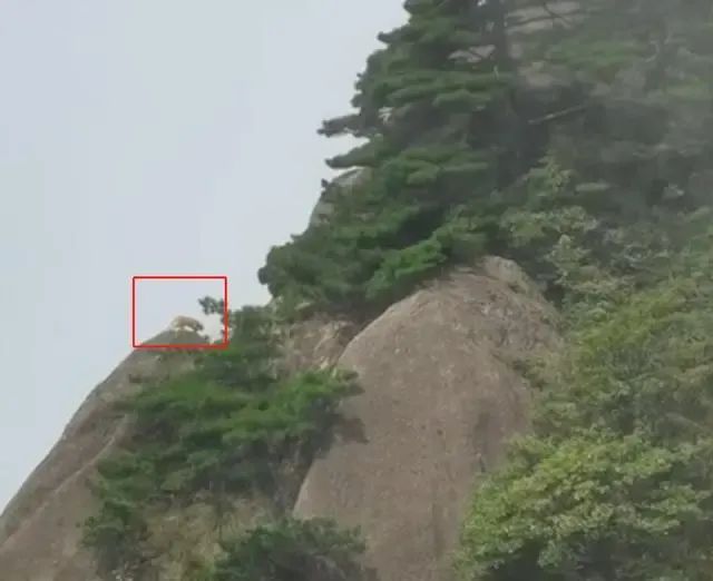 日前也大陸網友在黃山拍到一隻「神秘動物」，不少人猜測可能是雲豹。（取自《大皖新聞》）
