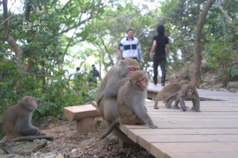高雄柴山下的民眾最近飽受台灣彌猴騷擾之苦，民眾希望相關單位能替彌猴進行人工節育，別讓彌猴毫無節制地增加，以維護生態平衡。圖／聯合報系資料照（2004/05/21 許正雄）