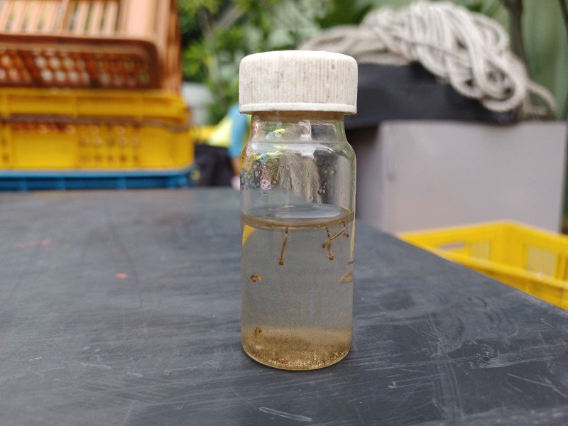 衛生局查獲孳生病媒蚊的積水容器。圖／讀者提供