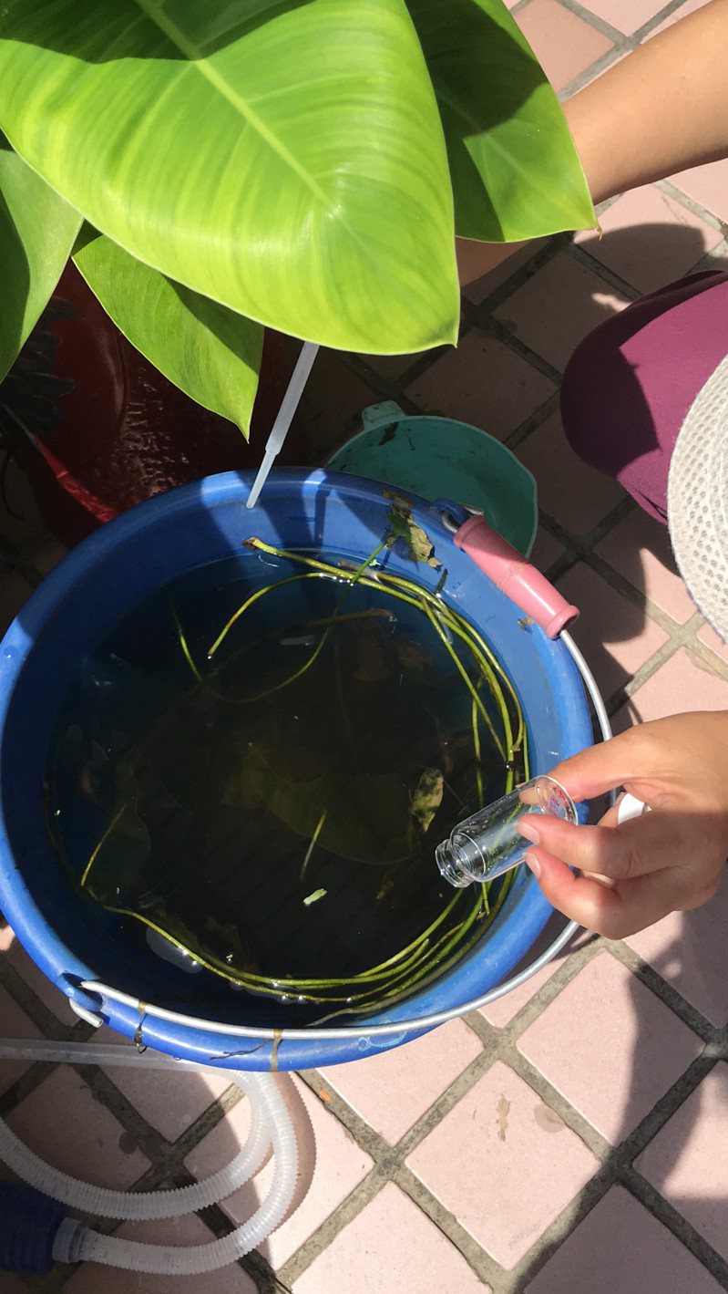防疫人員在種植水生植物水桶中發現孳生病媒蚊孑孓。圖／高雄市衛生局提供
