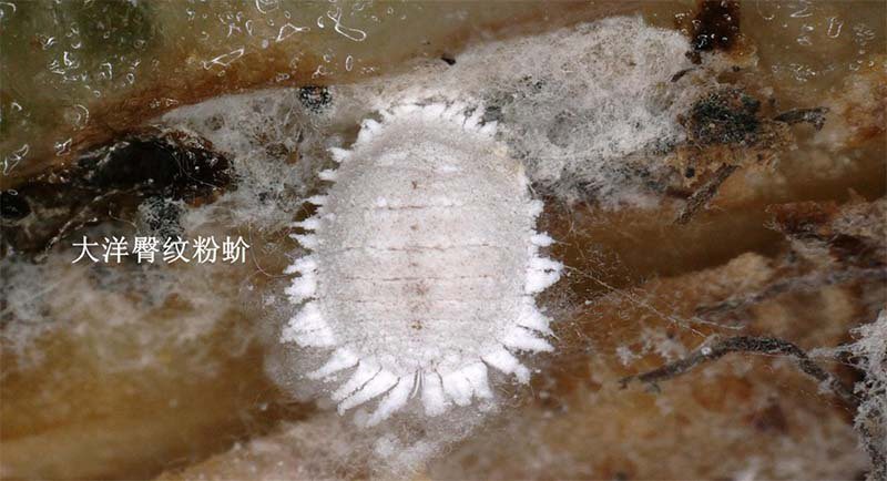 圖為前年國台辦禁台灣鳳梨釋迦時，在記者會上以圖片展示檢測到的有害生物「大洋臀紋粉蚧」。 引自國台辦
