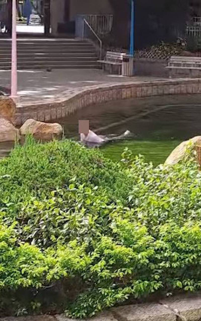 有中年男子於社區公園內的水池游泳。（FB「天水圍友的社運日記」圖片）