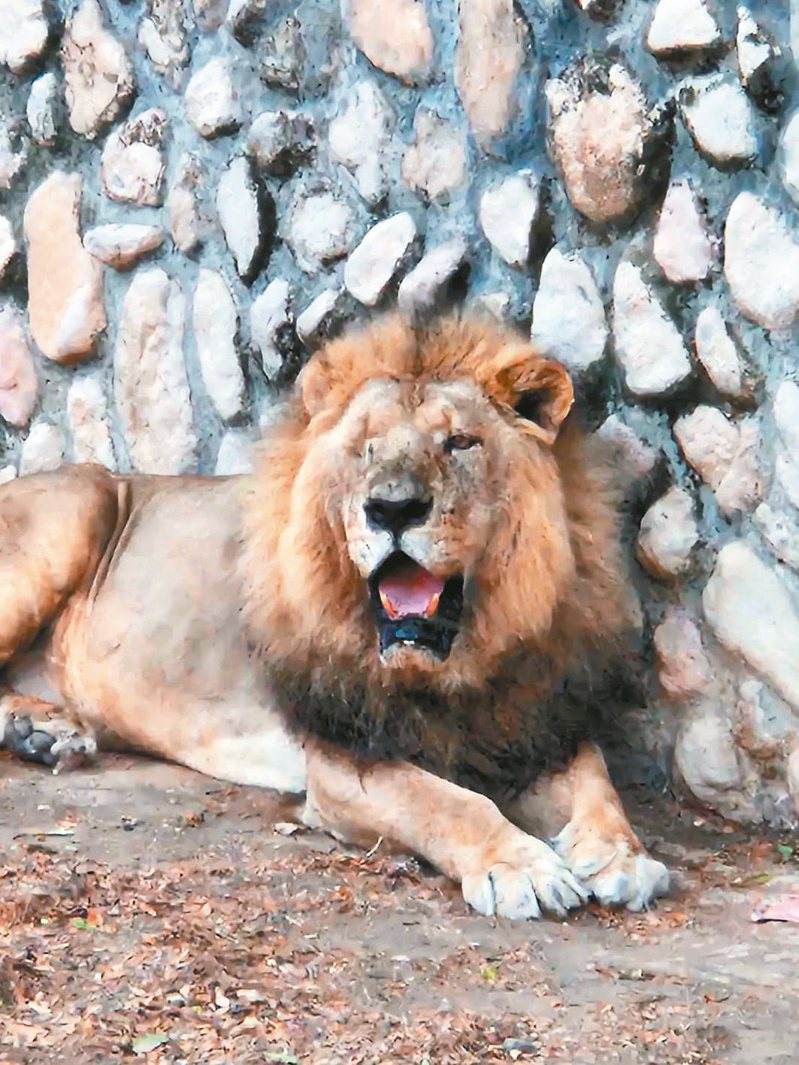 壽山動物園獅子固定在動物園打烊前吼叫，園方解釋說獅吼聲「系金A啦」，不是催趕遊客離開的音效。記者任義宇／攝影