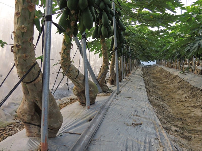 台南農改場呼籲農友要固定果樹、並覆蓋塑膠布減少風雨危害。圖／台南農改場提供
