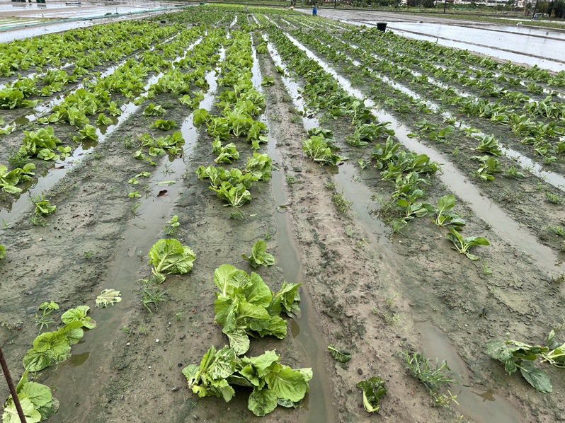 海葵颱風過境，高雄梓官蔬菜專區剛長到半株高的葉菜又遭殃。圖／梓官區農會提供