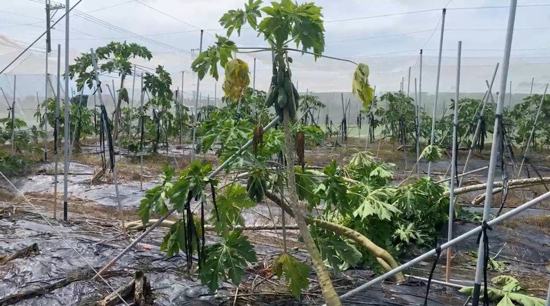 「海葵」颱風過境，造成高雄市的木瓜（圖）、香蕉、茄子初估至少885萬以上災損。圖／高市府提供