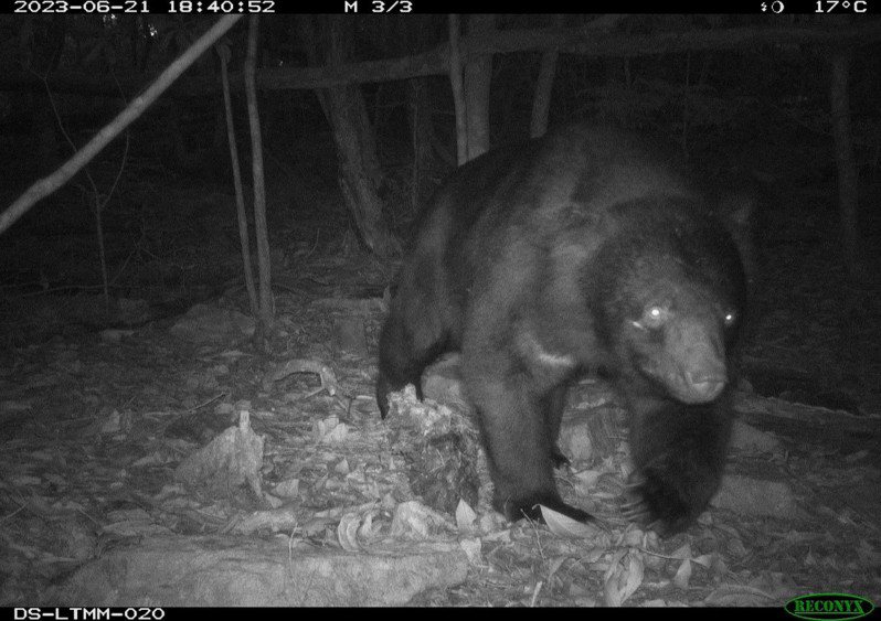 夜間拍攝到台灣黑熊活動影像。圖／林業保育署台中分署提供