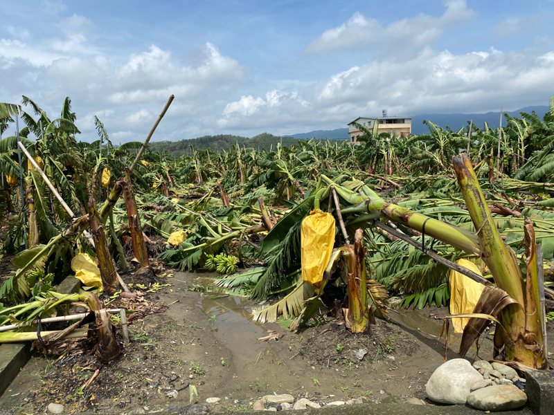 接連幾個颱風來襲，高雄旗美地區香蕉受創不輕。記者王昭月／翻攝