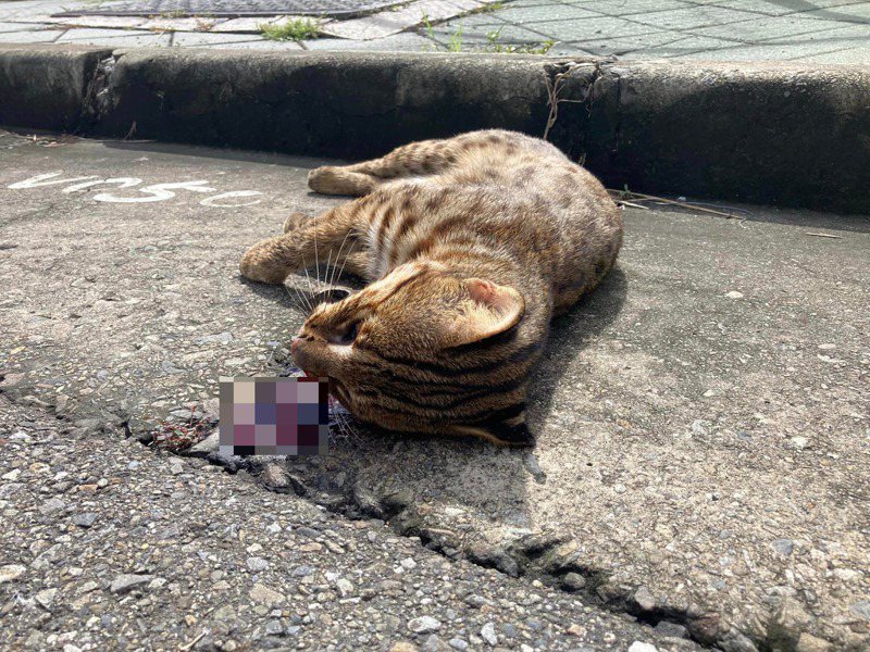 一隻石虎上午陳屍在台中烏日高鐵站附近道路，地上有不少血跡。圖／林宏恩提供