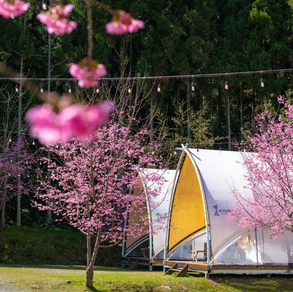 「霧繞 WooRao」的櫻花品種以富士櫻為主，遇到綻放的大爆發時期，踏出帳篷，一片櫻花粉的美映入眼簾。FunNow 提供