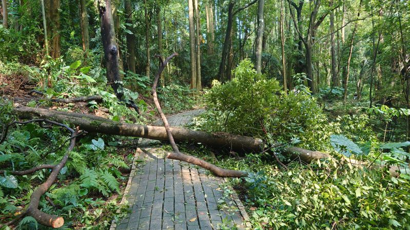日前豪雨，百年樹木園3棵大樹樹倒下。圖／讀者提供