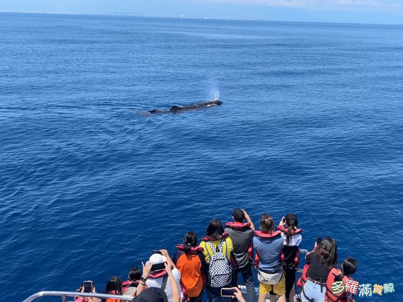 花蓮縣萬榮鄉馬遠國小學童，今天出海賞鯨，喜見成群至少20隻的抹香鯨，驚呼連連。圖／多羅滿賞鯨提供