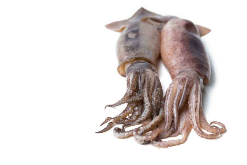 章魚和烏賊雖然都會噴墨，但墨汁性質並不相同。圖片來源／ingimage