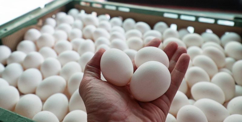 進口蛋流向風波未平，國人憂心食用雞蛋的安全性，醫師表示，食用雞蛋時還是以全熟蛋為佳。圖為雞蛋批發示意圖。本報資料照片
