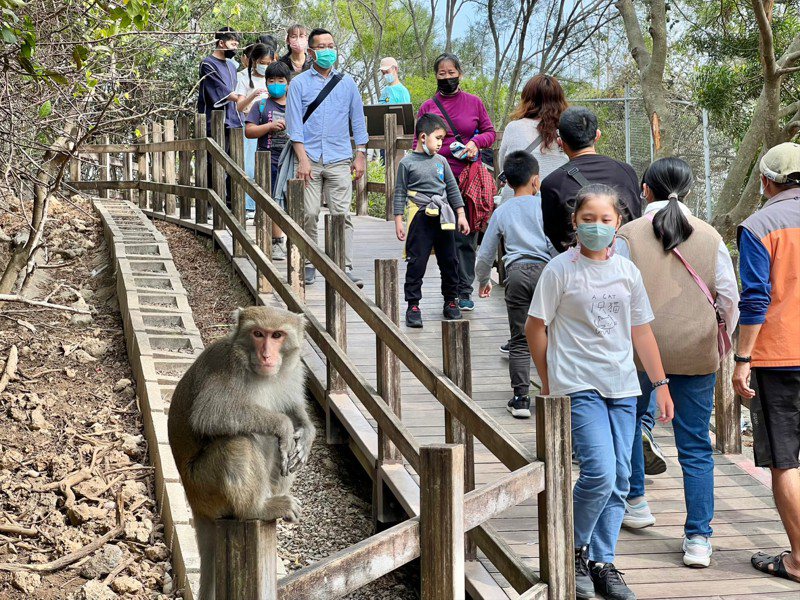 壽山動動園鹿區是獼猴出沒熱點。記者王昭月／翻攝