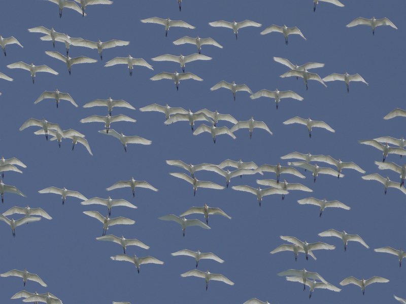 基隆港上空近日常出現成群黃頭鷺飛過，有時上千隻翱翔，出現有如無人機展演美景。圖／沈錦豐提供