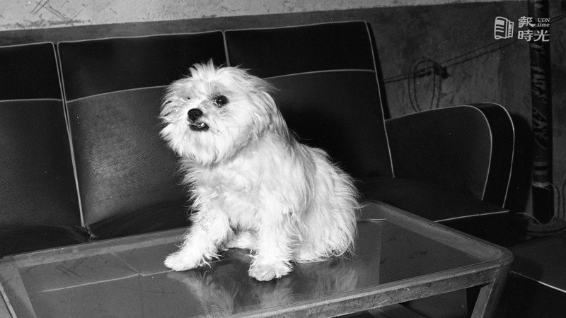 住在北市南機場克難街的陸家「數學狗」小咪，是一隻會做數學習題的小狗，以曲起兩隻前足用「拜拜」的姿勢來表示牠的答案。圖／聯合報系資料照（1961/11/13　陳明輝攝影）