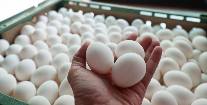 進口雞蛋引發食安危機。此為示意圖。(本報資料照片)