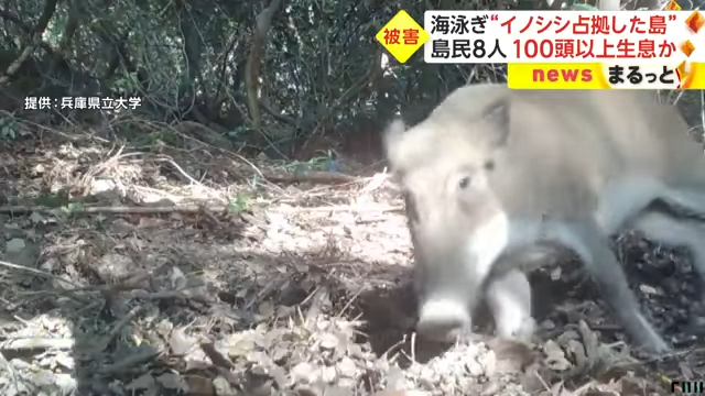 日本生野島近20年出現上百頭山豬，造成居民嚴重困擾。圖擷自youtube