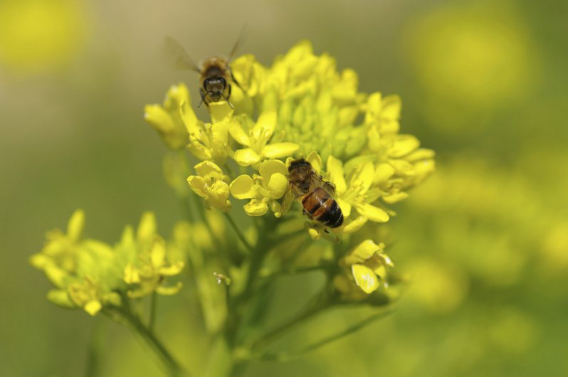 近期民眾遭蜂螫事件頻傳，醫師提醒，9月是蜂螫通報高峰期，若遭蜜蜂螫300處以上、虎頭蜂螫到不同部位或20處以上，就要小心，可能在6到12小時後發生全身性毒性反應。示意圖／ingimage