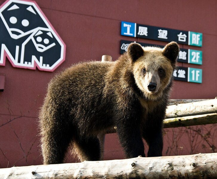 日本棕熊近年來攻擊人類的頻率逐漸上升，引發各界關注人類與野生動物的互動狀況。（Wikimedia Commons）