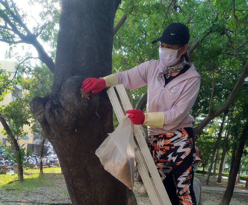 台南市強化公園樹洞填平，以防治登革熱。圖／工務局提供