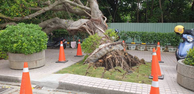 台中市府陽明市政大樓旁一棵大樹今天突然倒下，幸未壓到人。記者游振昇／攝影