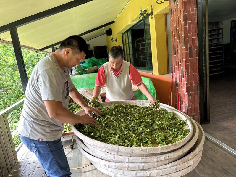 蔡旭志經營有機茶園有成，其農場設立智慧農業系統。圖／新北市農業局提供